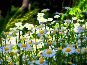 《父愛》小學600字敘事作文